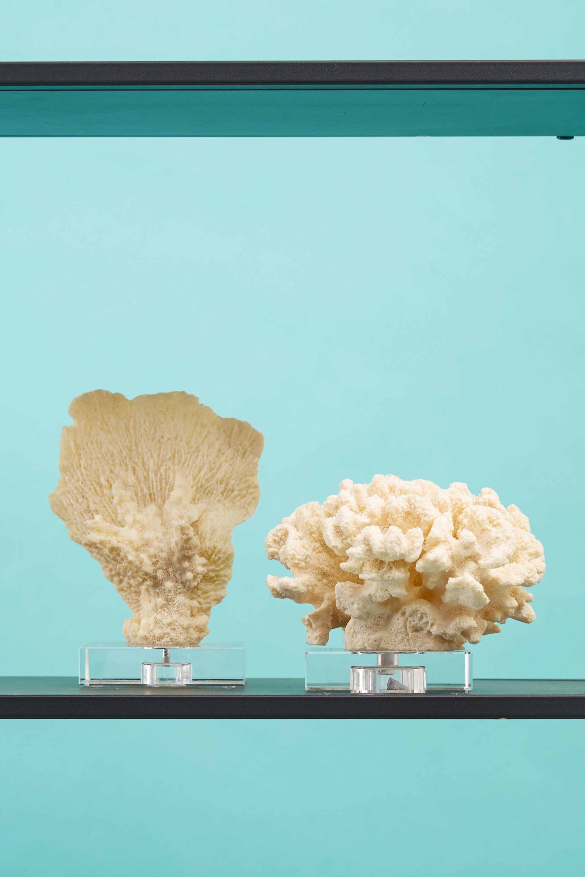 Boho Large White Coral