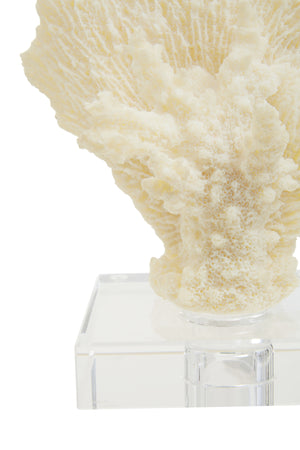 Boho Small White Coral