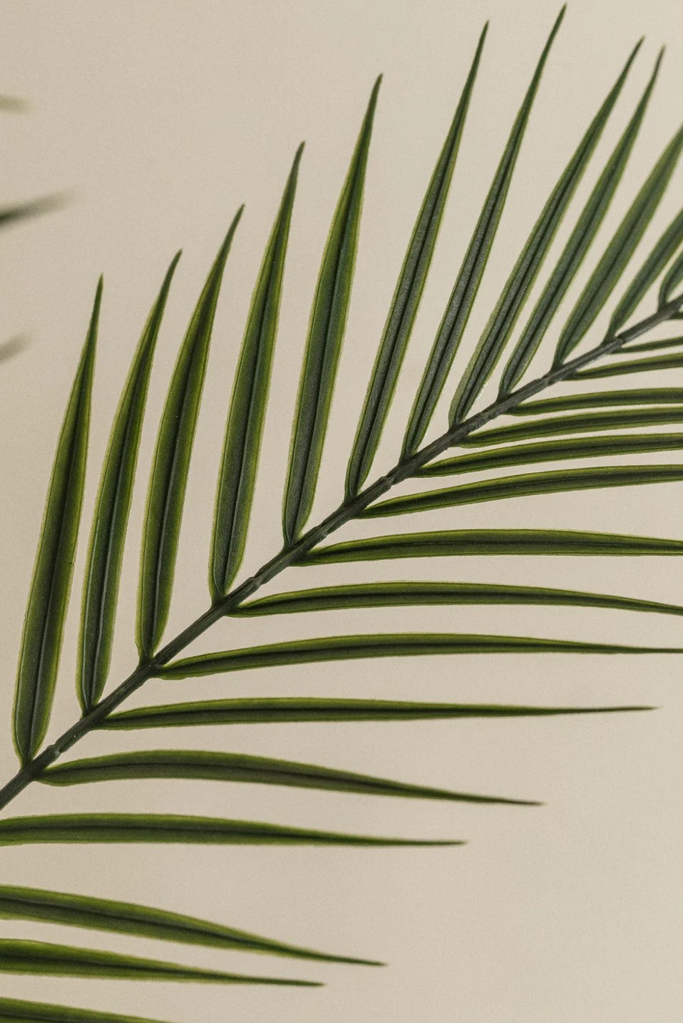 Pygmy Palm Plant (Artificial)