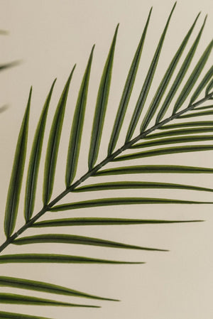 Pygmy Palm Plant (Artificial)