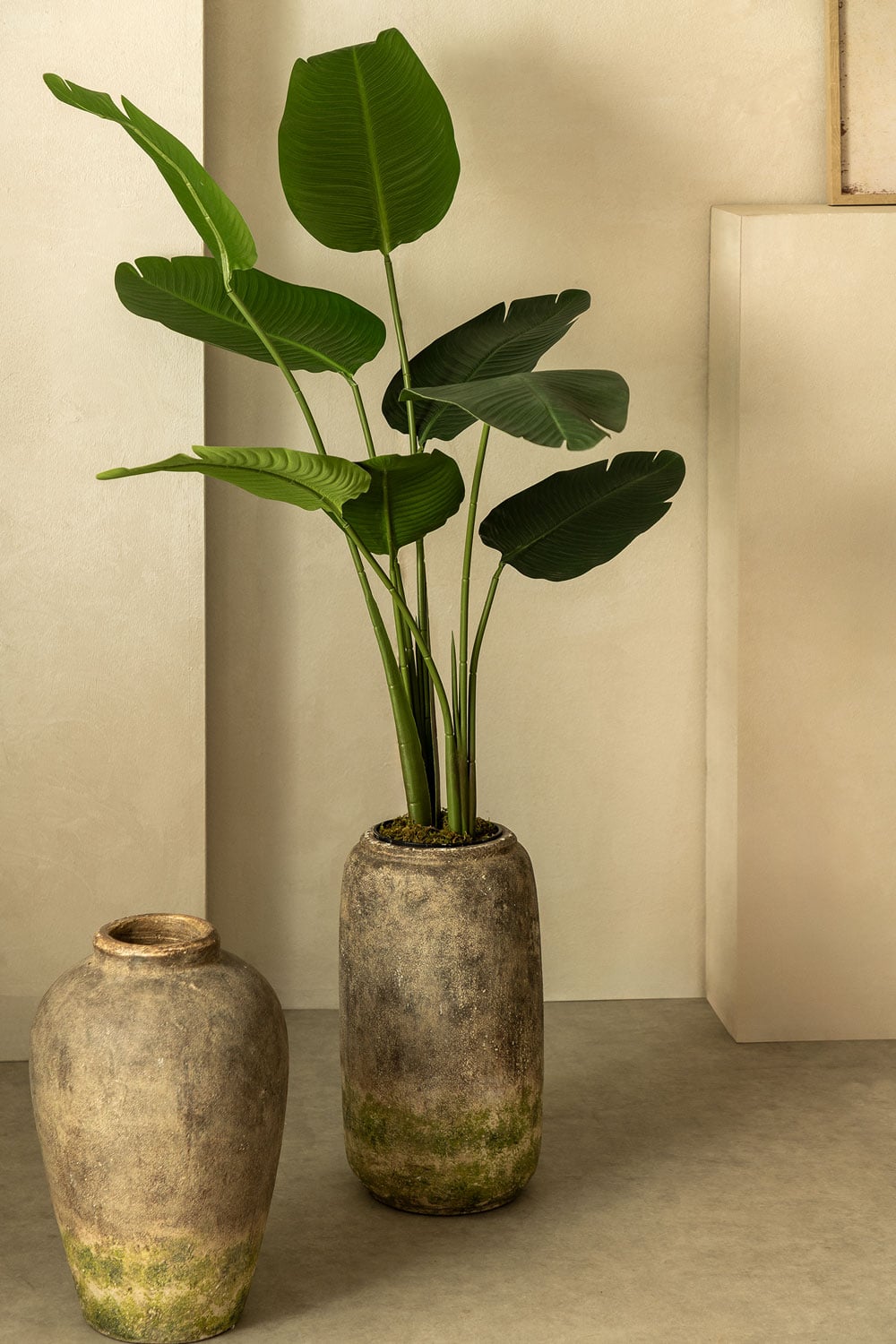 Strelitzia Tree 110cm