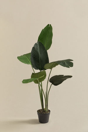 Strelitzia Tree 110cm