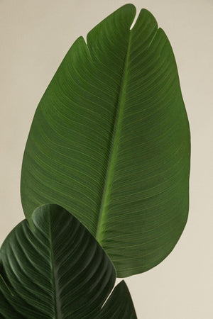 Strelitzia Tree 110cm