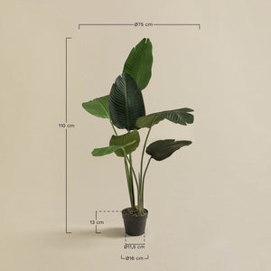 Strelitzia Tree 110cm